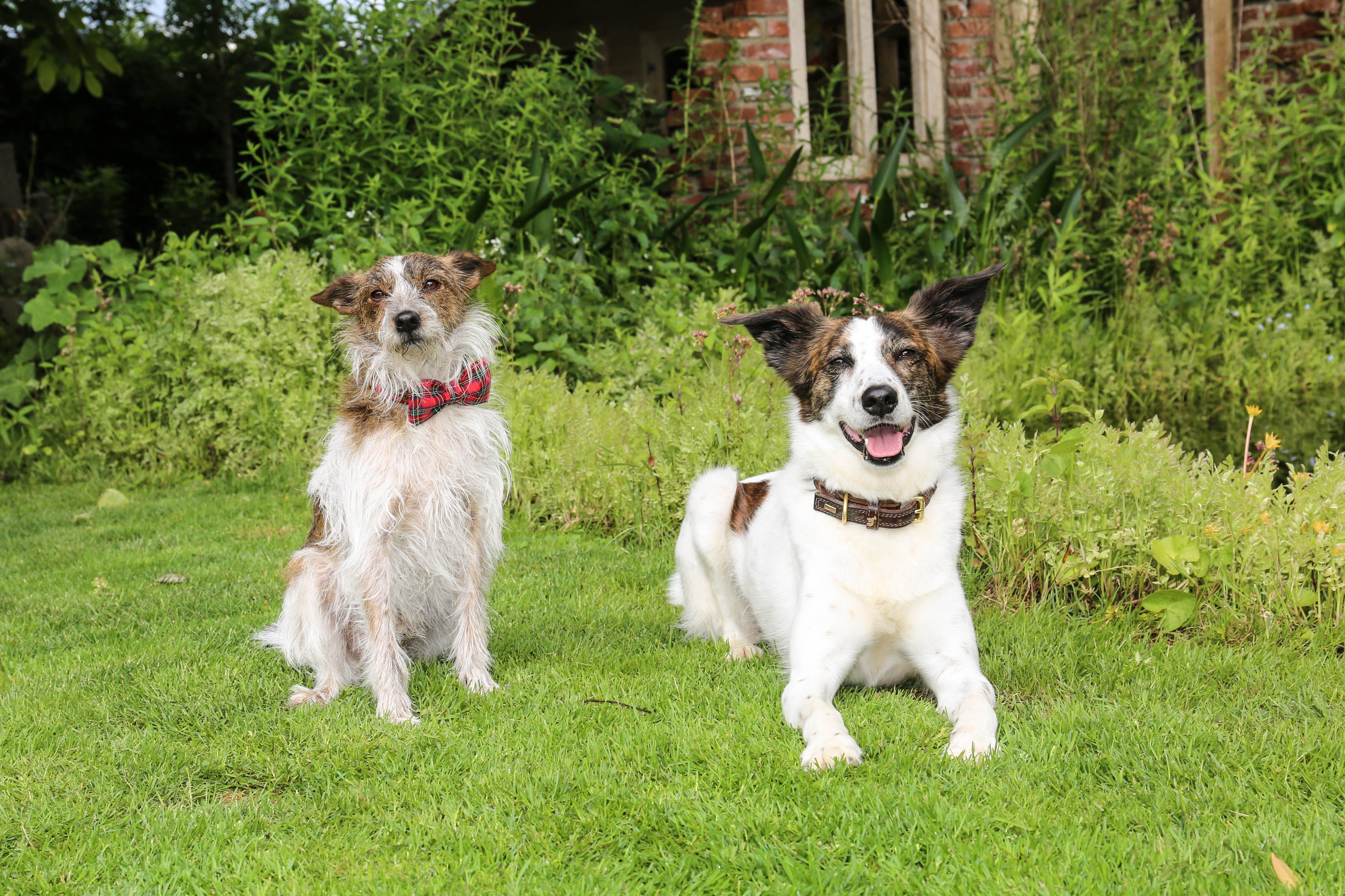 Verschiedene Haustiere