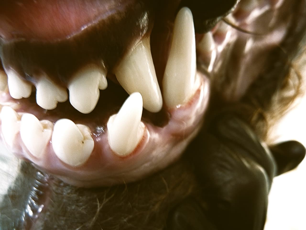 Zahnheilkunde, Kiefer- und Oralchirurgie